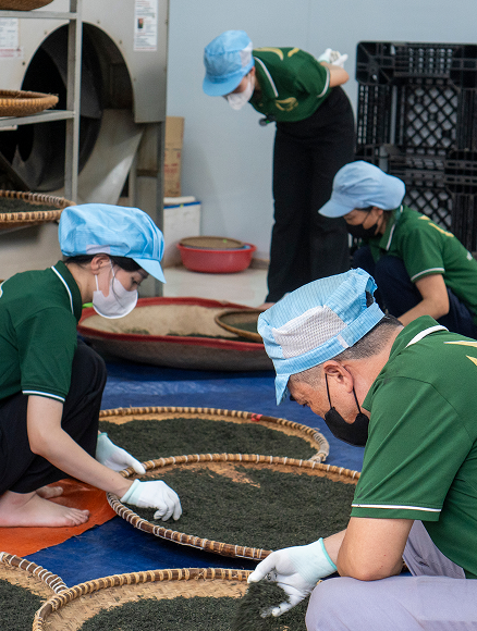 Chọn lọc búp trà